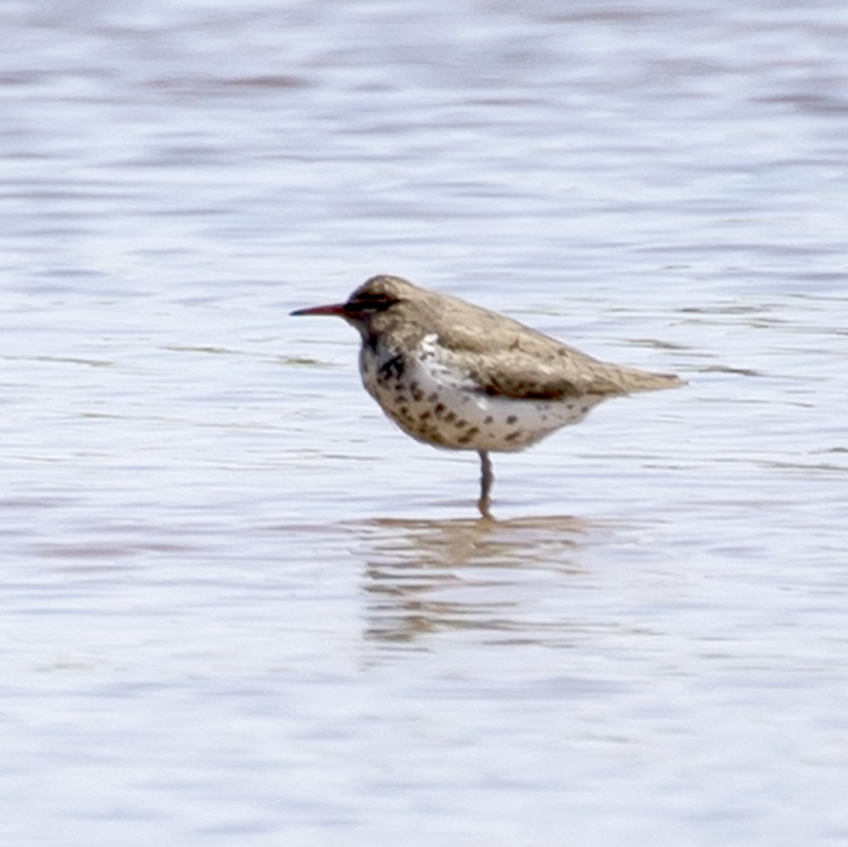 Spotted Sandpiper - ML329155291