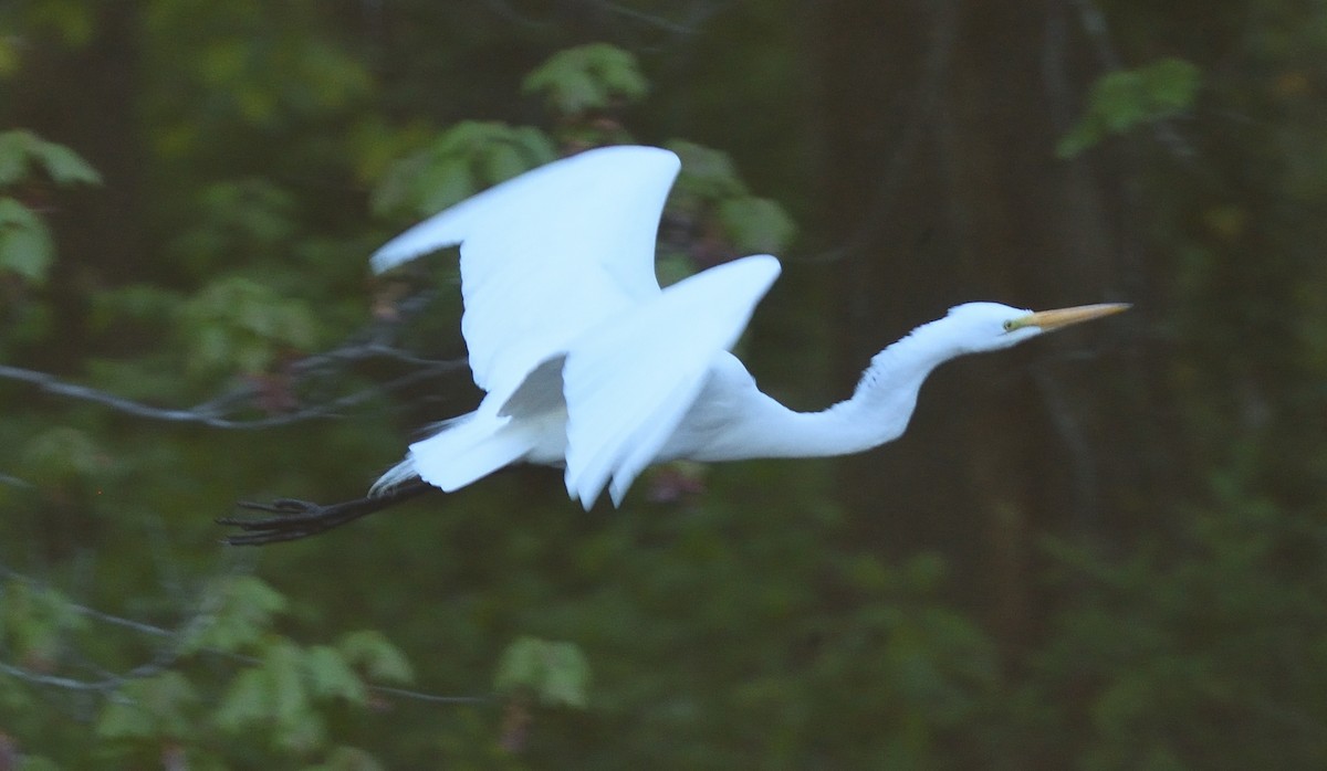 Great Egret - ML329156171