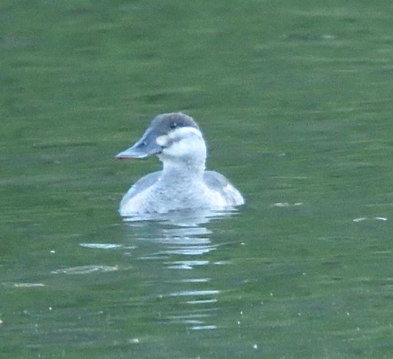 Ruddy Duck - ML329156311