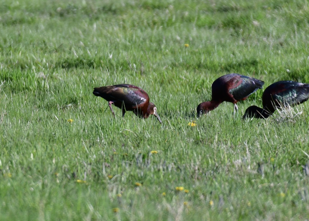 White-faced Ibis - ML329158411