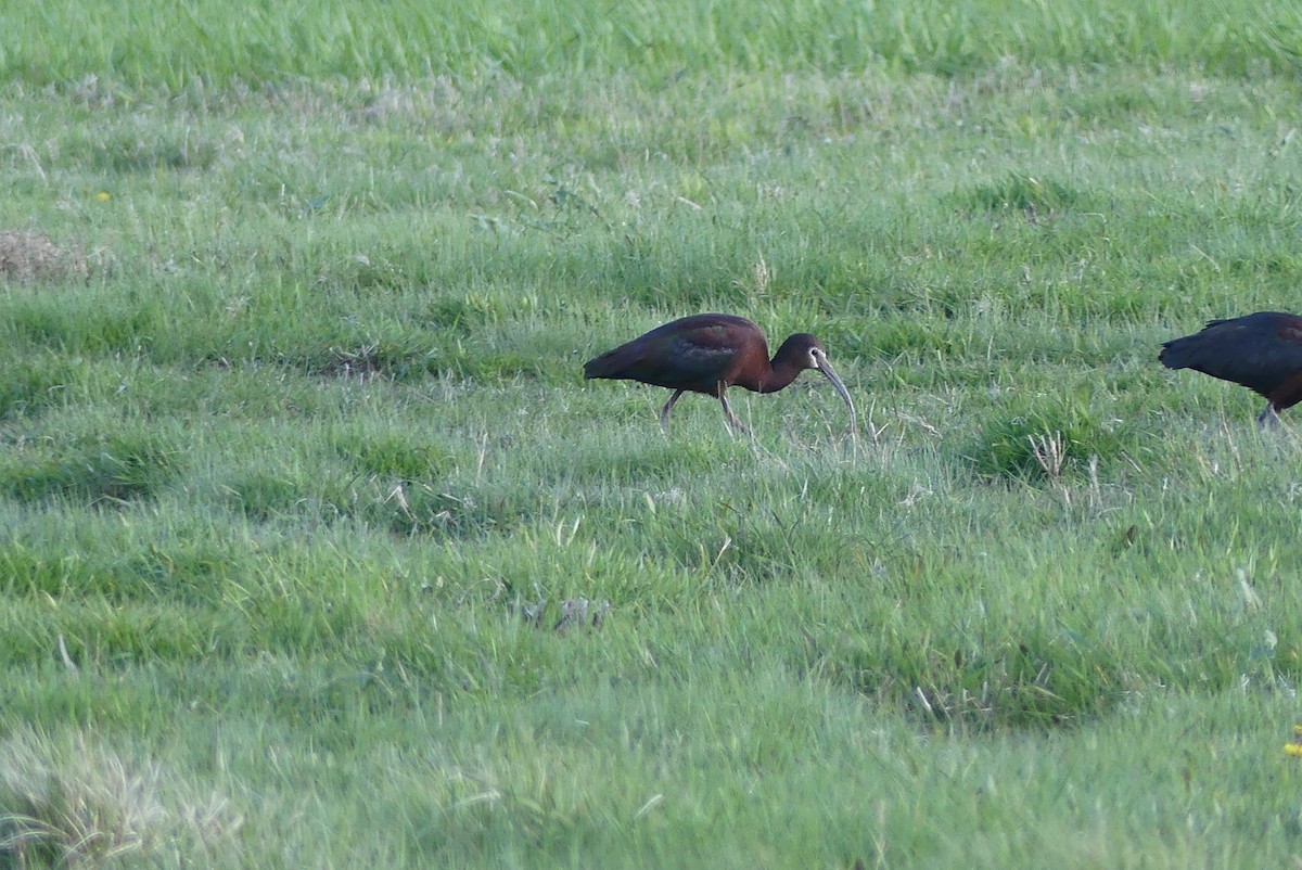 White-faced Ibis - ML329158491