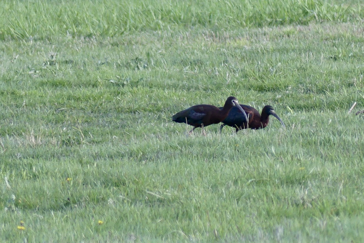 White-faced Ibis - ML329158961