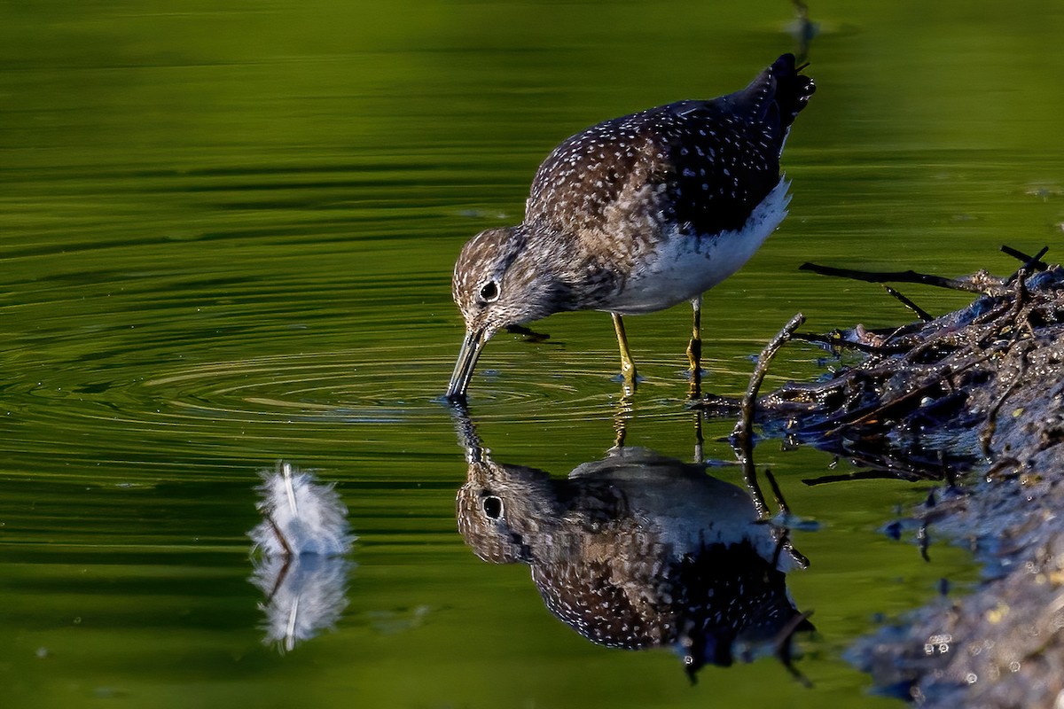 Solitary Sandpiper - ML329160241