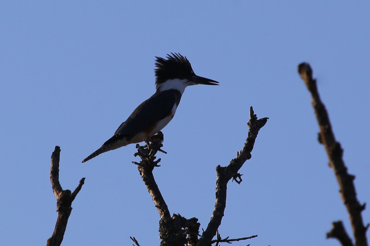 Belted Kingfisher - ML329160421