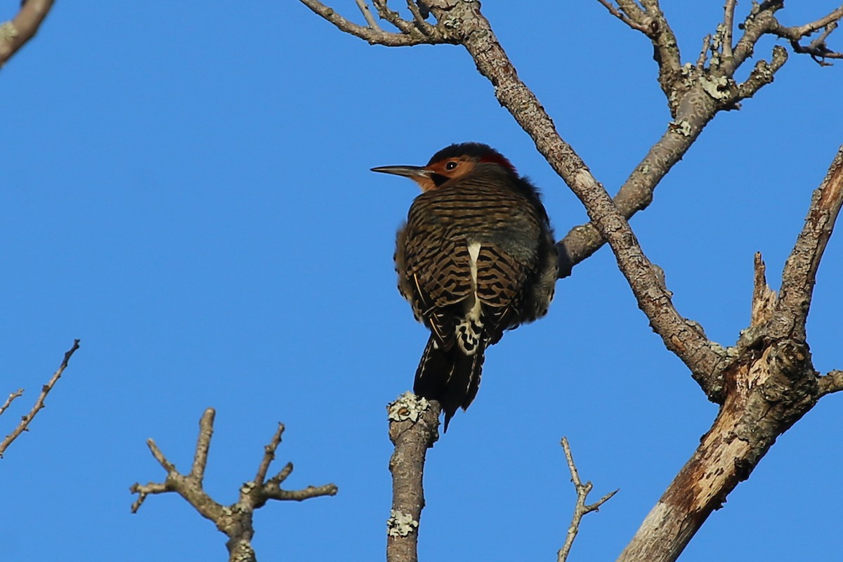 Northern Flicker (Yellow-shafted) - ML329160451