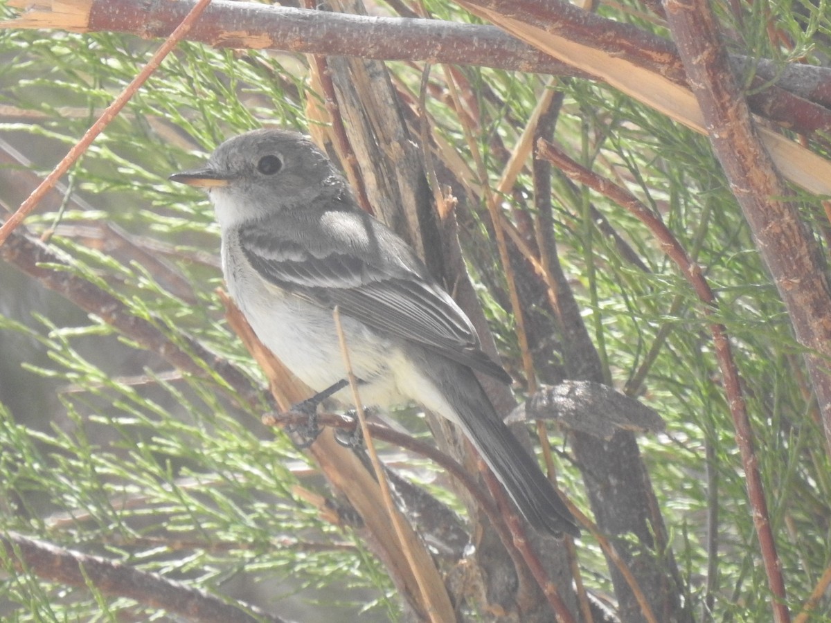 Gray Flycatcher - Chris Dean