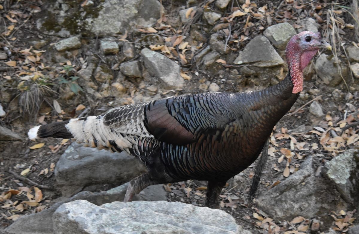 Wild Turkey - ML329162031