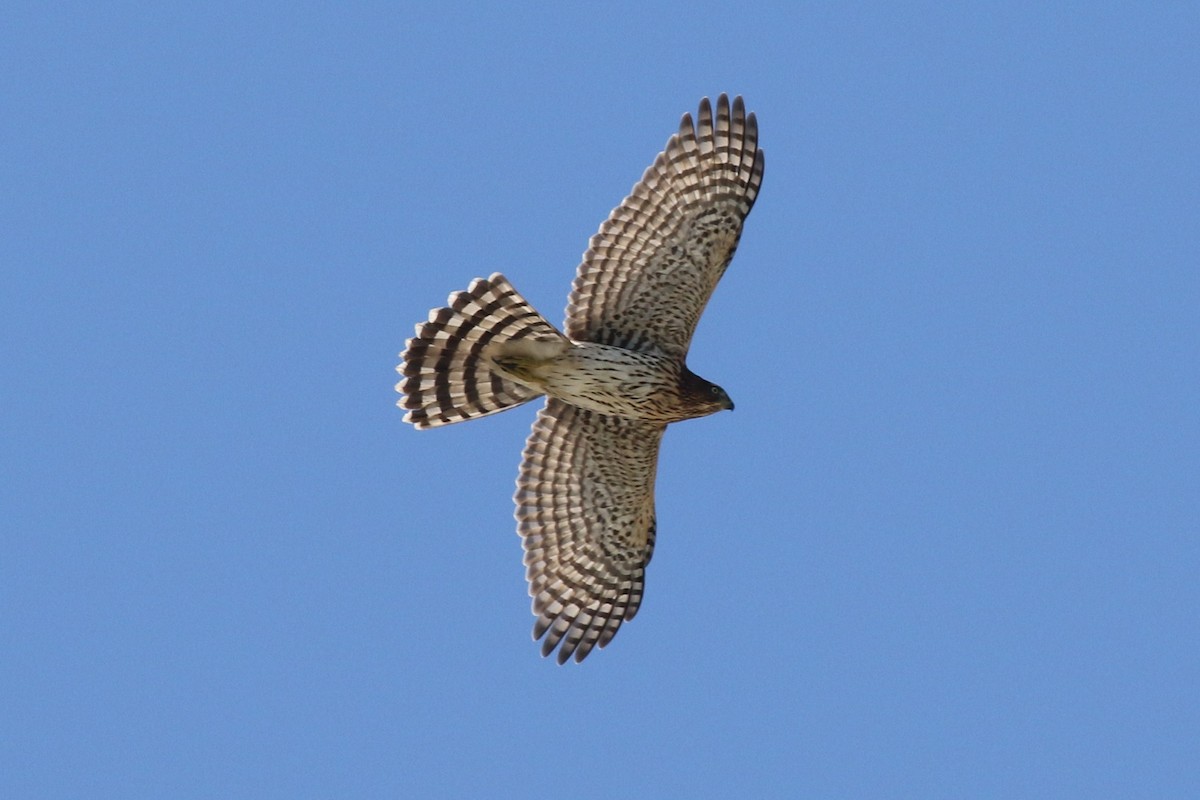 Cooper's Hawk - Margaret Viens