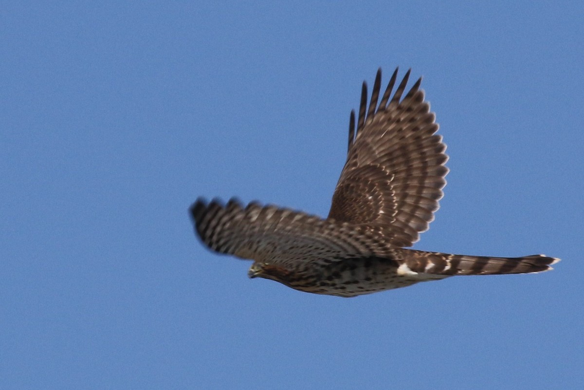 Cooper's Hawk - Margaret Viens