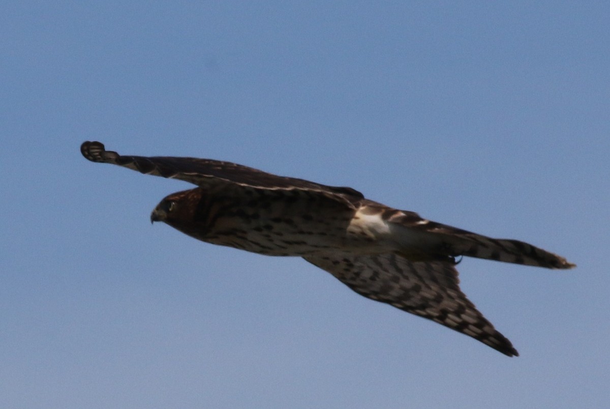 Cooper's Hawk - Margaret Viens