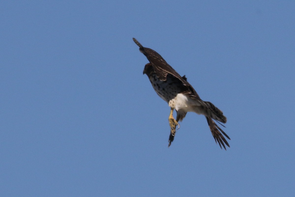 Cooper's Hawk - ML32916321