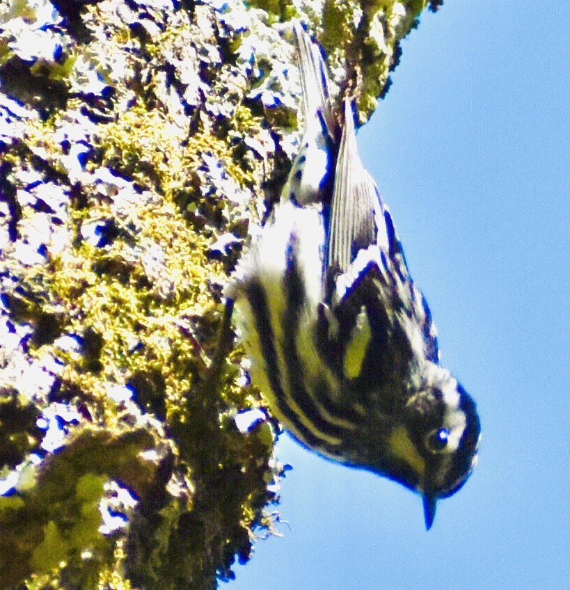 Black-and-white Warbler - ML329163231