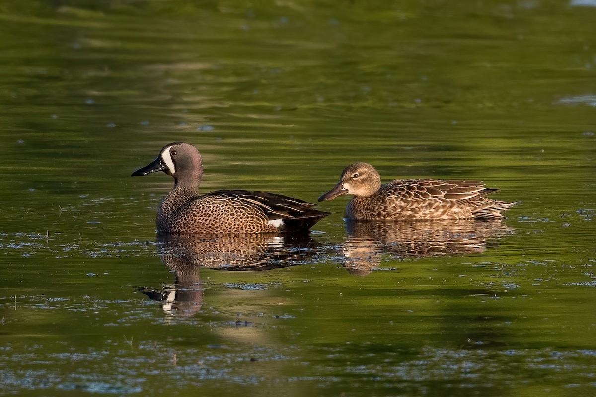 Blue-winged Teal - ML329163691