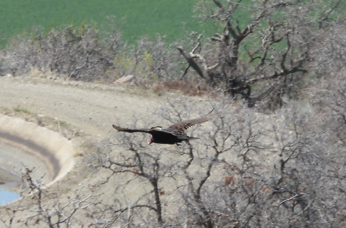 Turkey Vulture - ML329164291