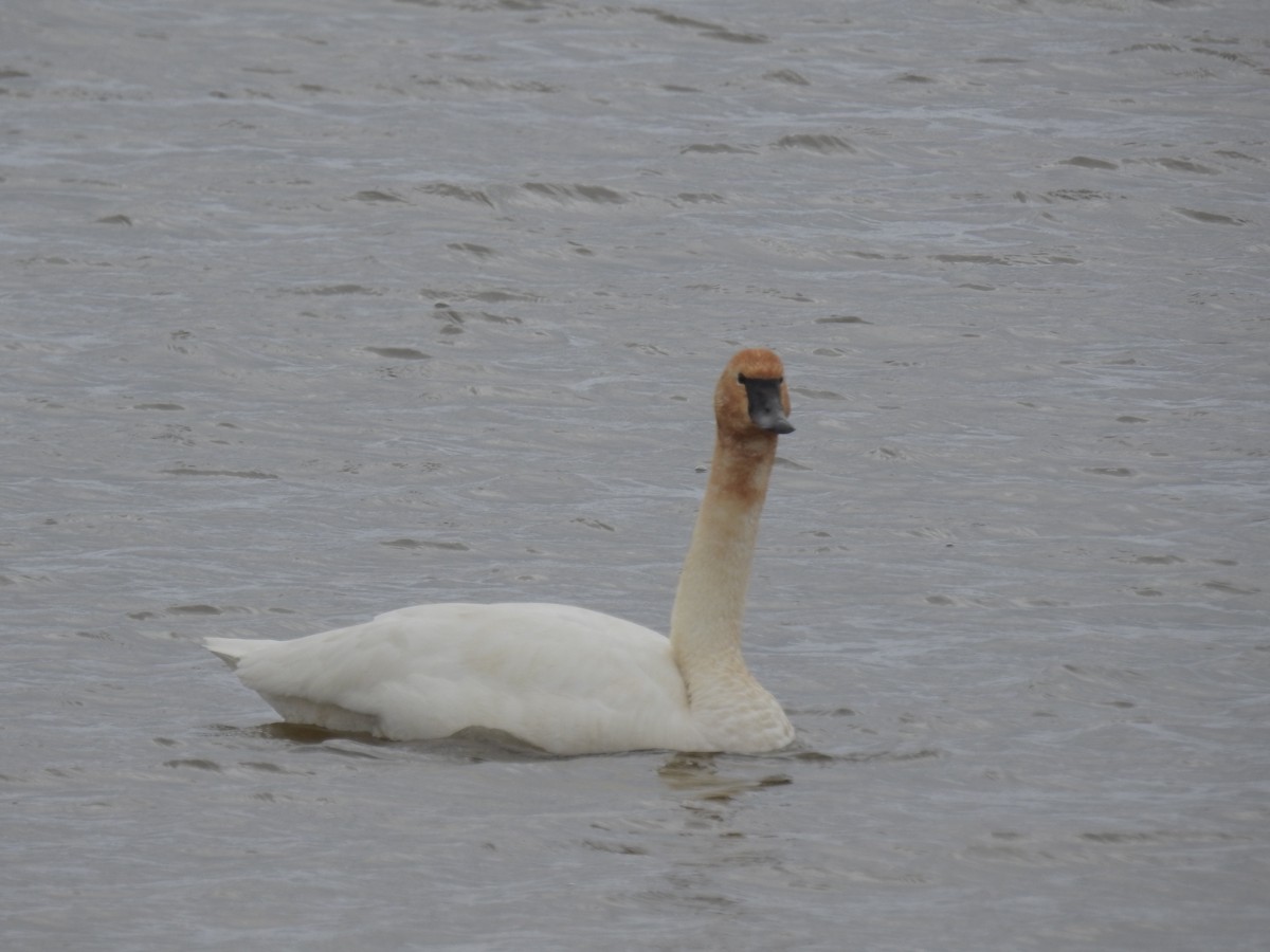 labuť malá - ML329164531