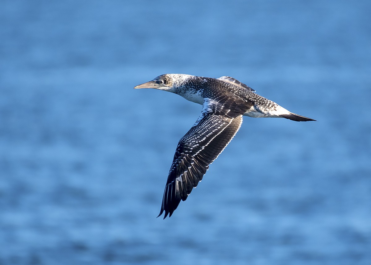 Australasian Gannet - ML329164941