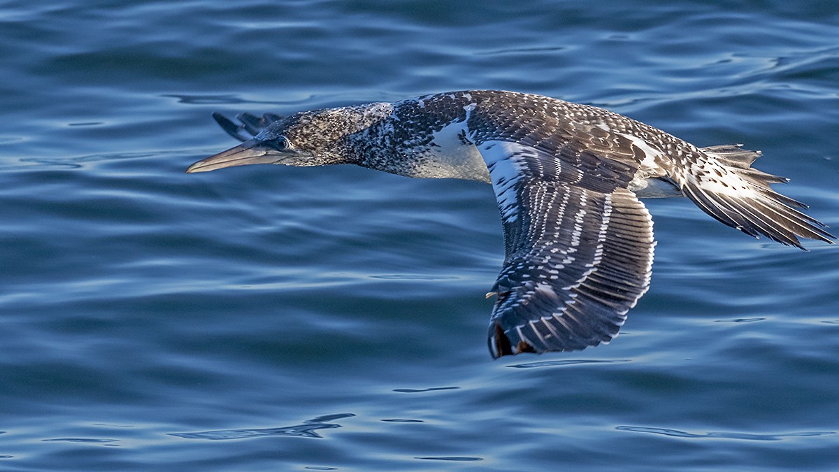 Australasian Gannet - ML329164951