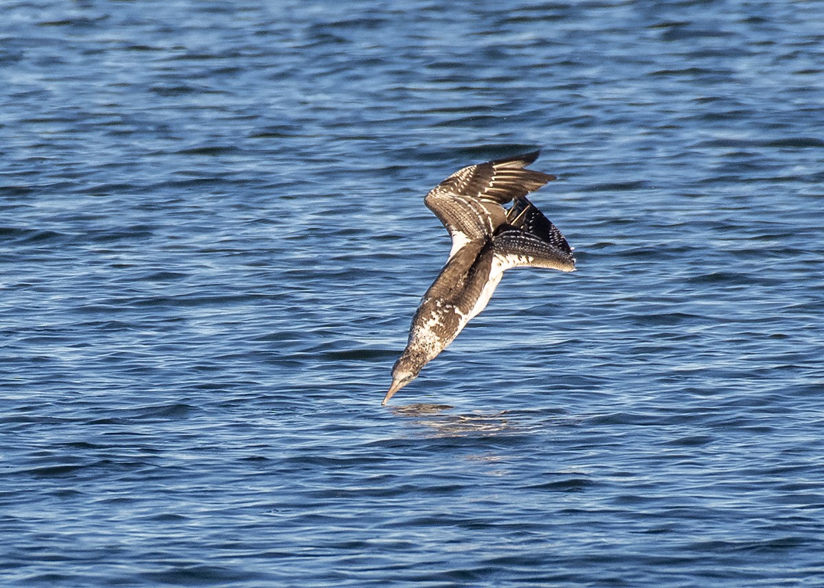 Australasian Gannet - ML329165061