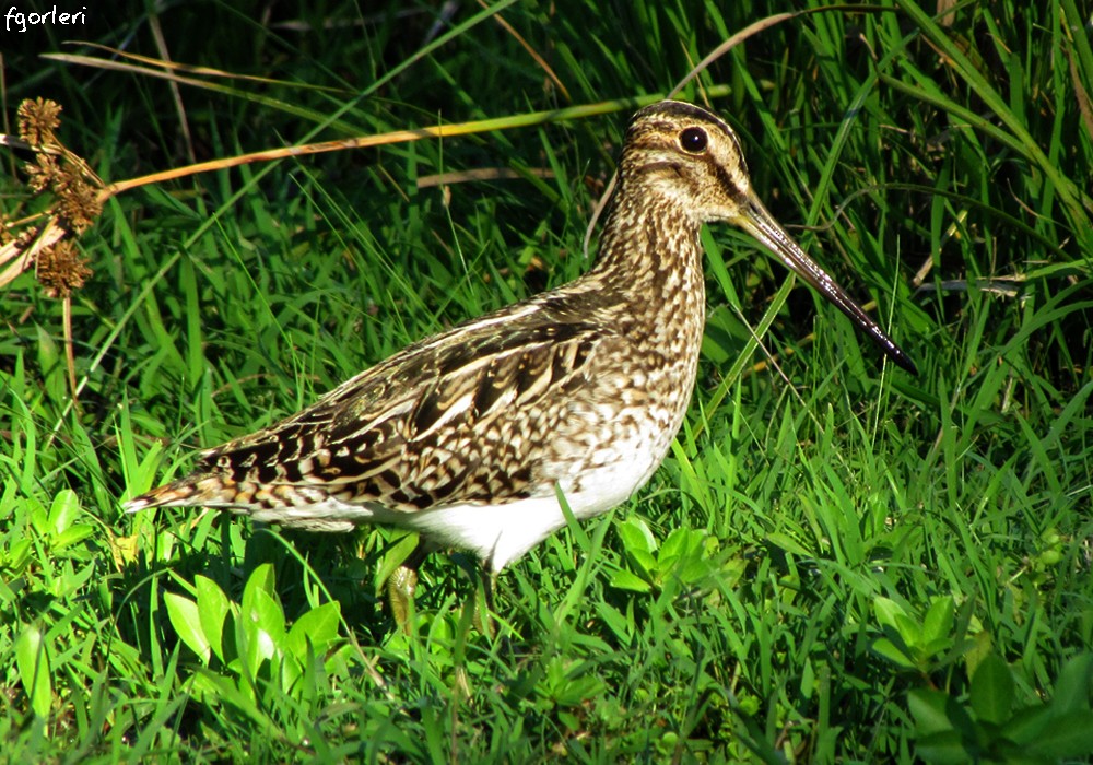 Pantanal Snipe - ML32916551