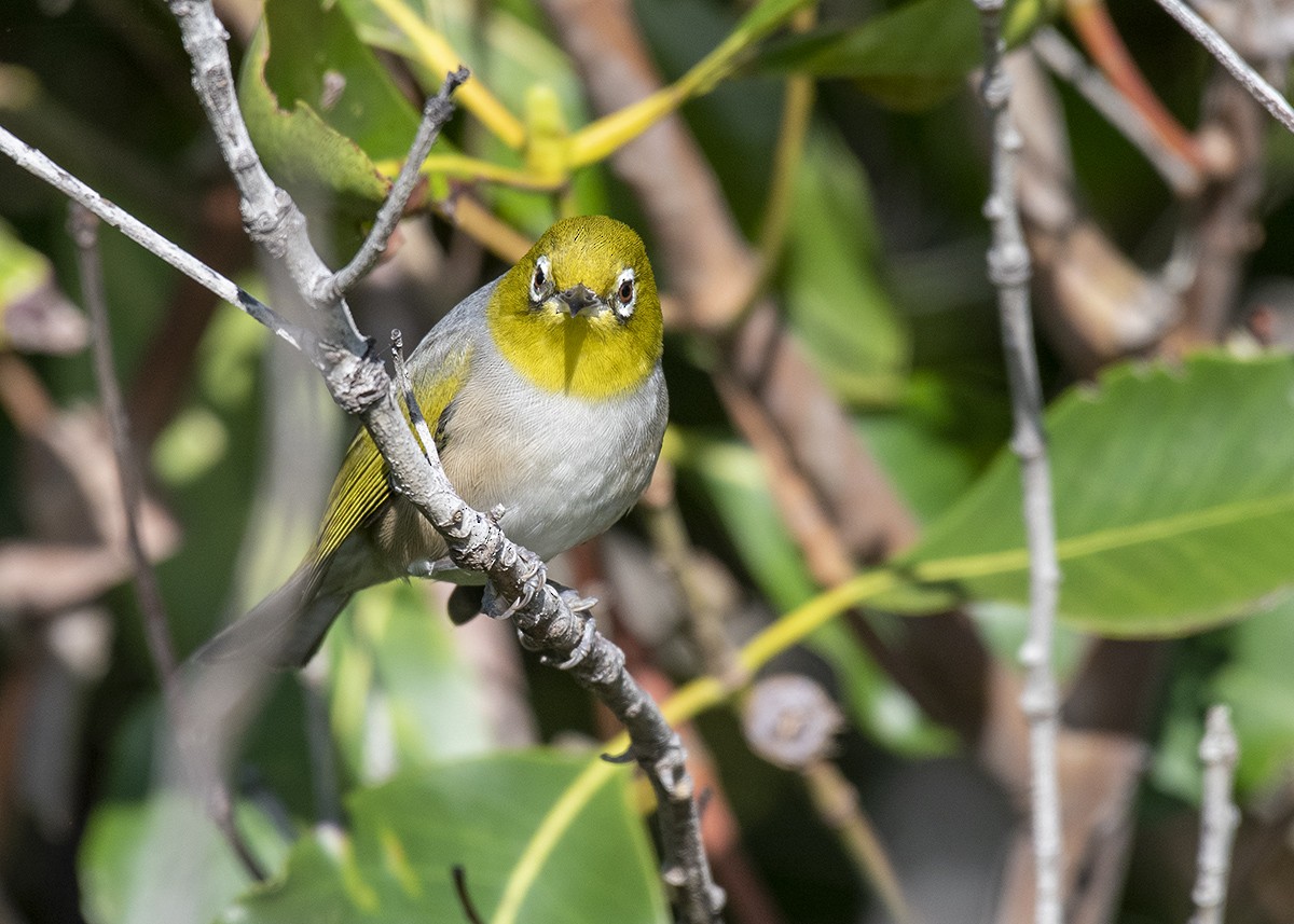 Silvereye - ML329166141