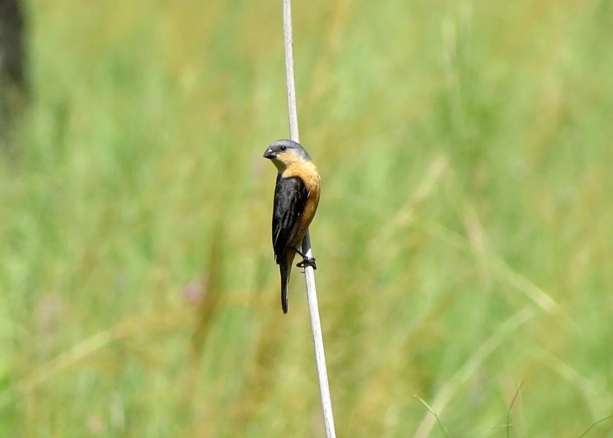 Tawny-bellied Seedeater - ML32916691