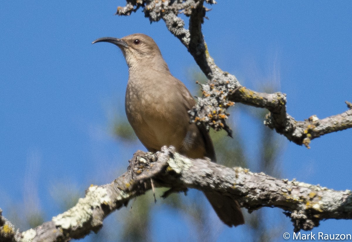 California Thrasher - ML329167391