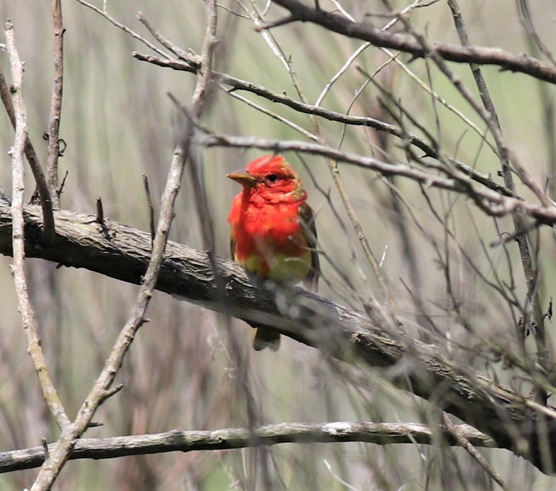 Summer Tanager - ML329168801