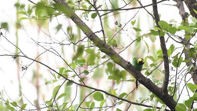 Long-tailed Broadbill - ML329168841