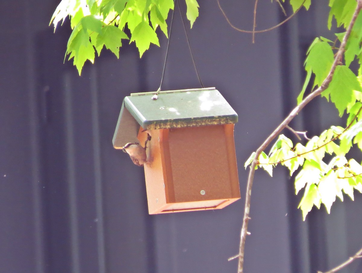 Brown-headed Nuthatch - ML329170001