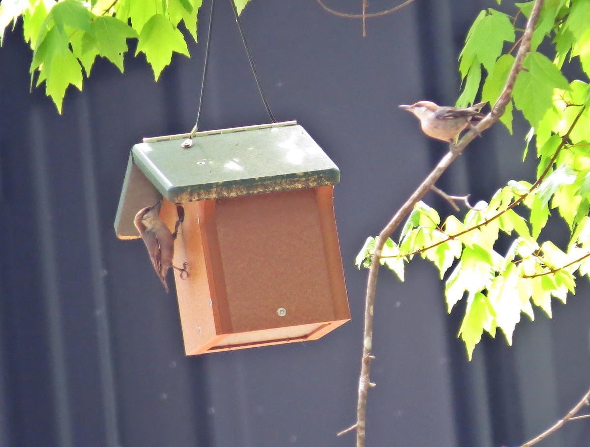 Brown-headed Nuthatch - ML329170061