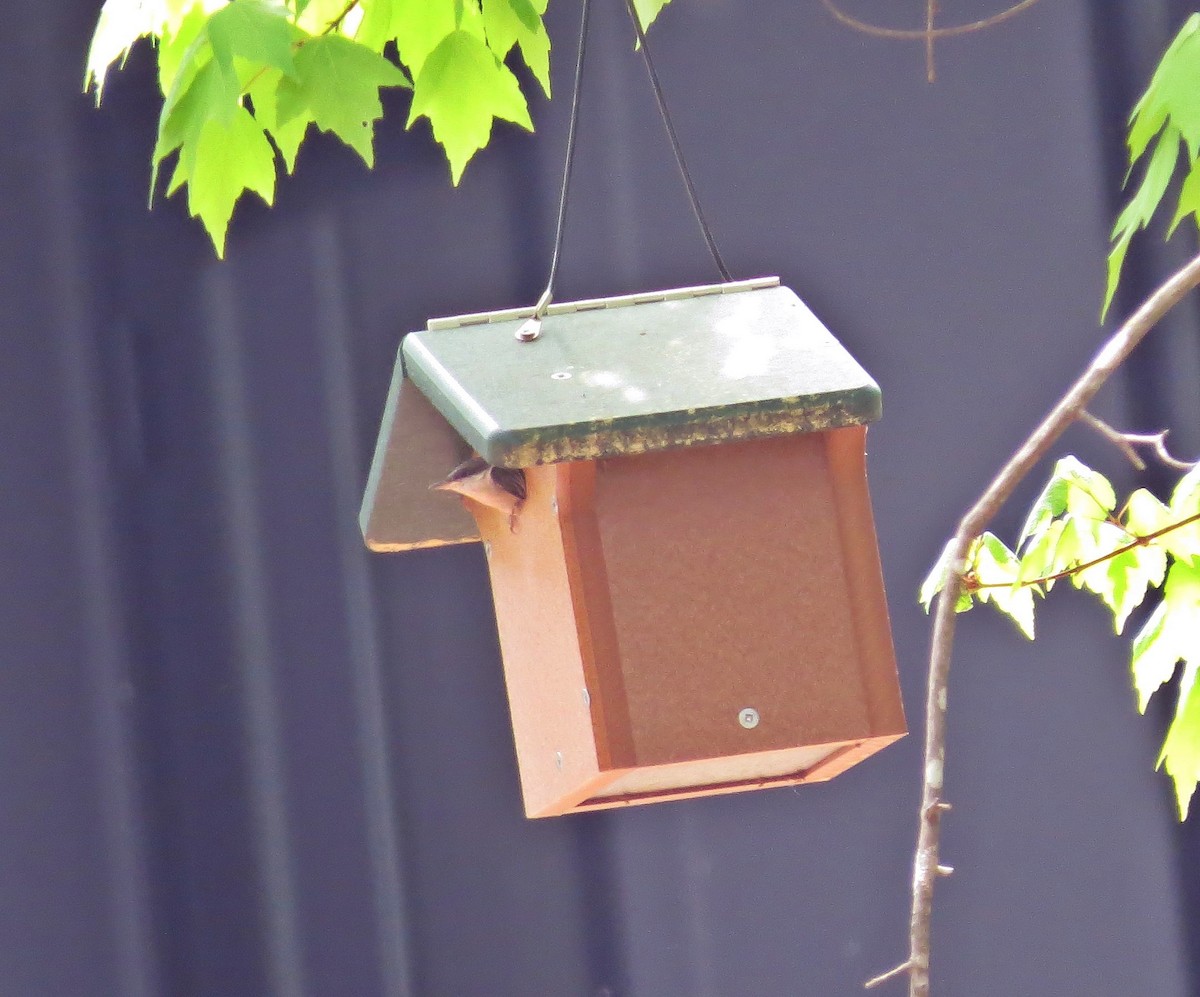 Brown-headed Nuthatch - ML329170181