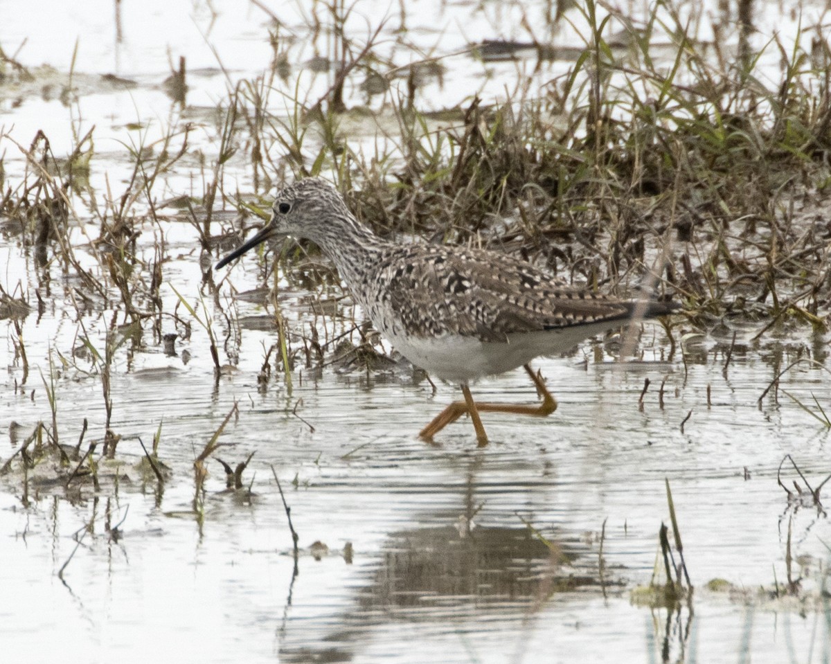 Lesser Yellowlegs - ML329171281