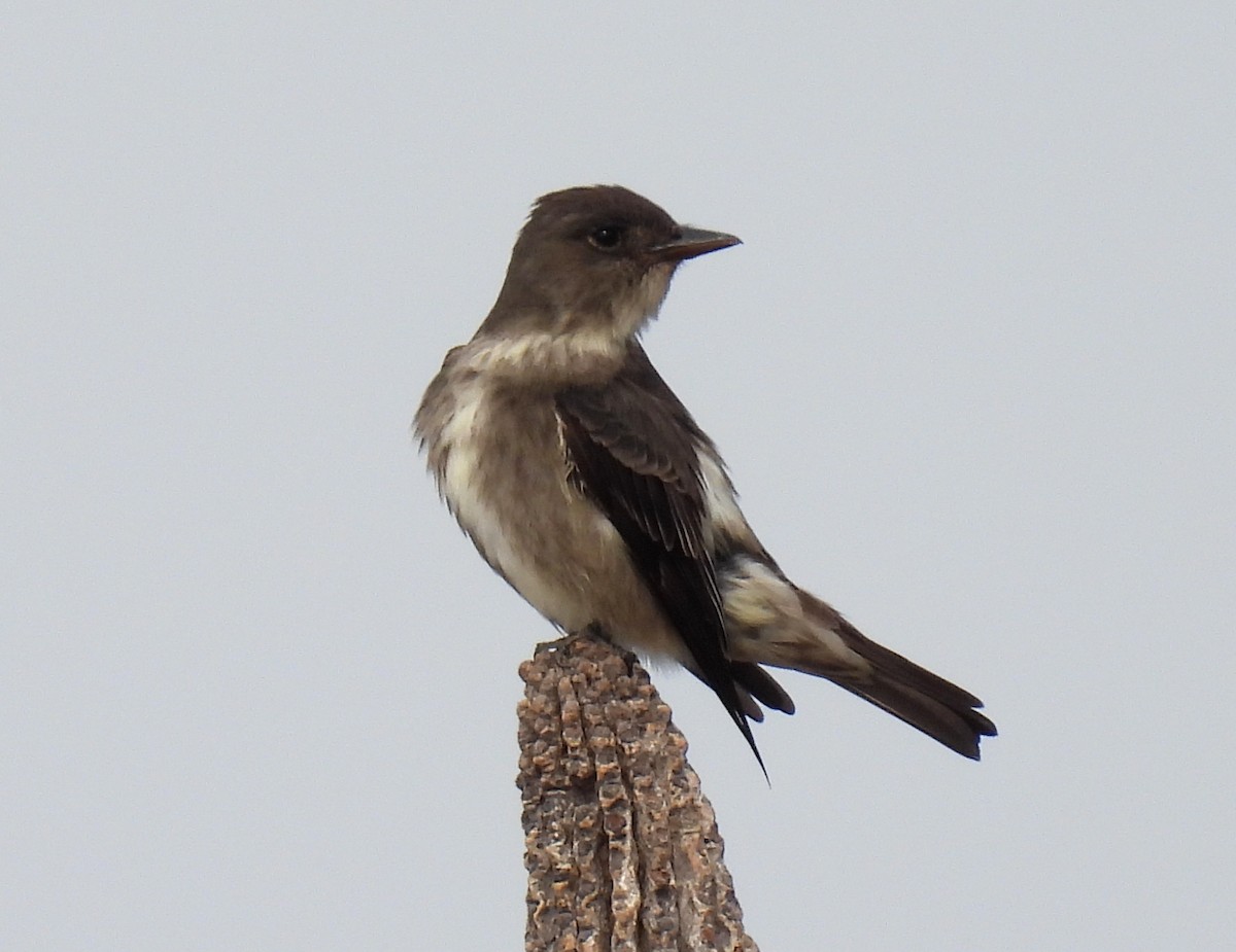 Olive-sided Flycatcher - Mary Tannehill