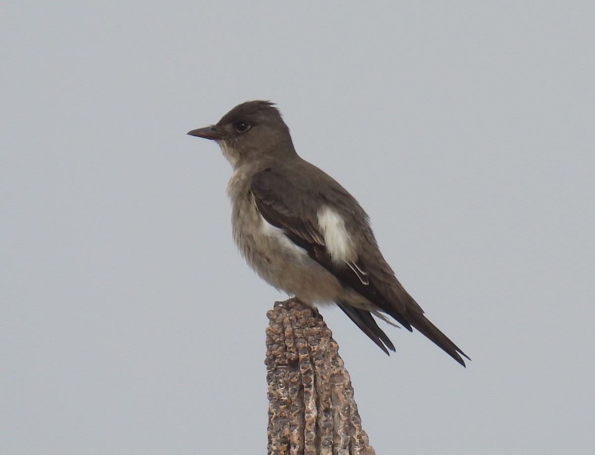 Olive-sided Flycatcher - Mary Tannehill