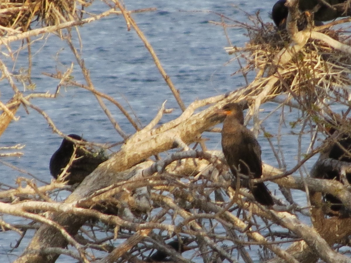 Cormoran vigua - ML329178071