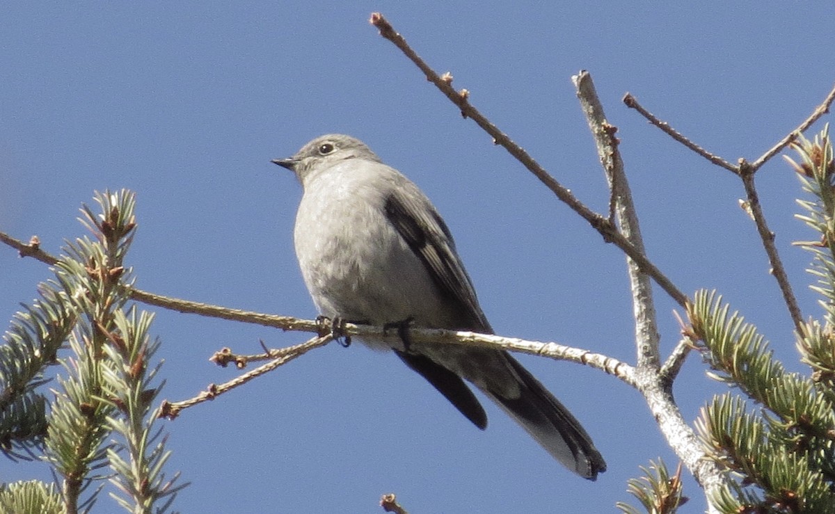 Townsend's Solitaire - ML329180941