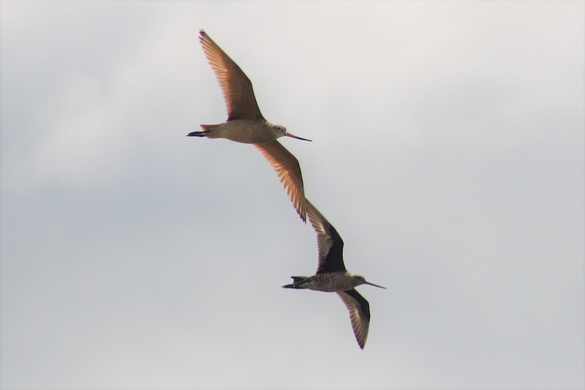 Marbled Godwit - ML329182601