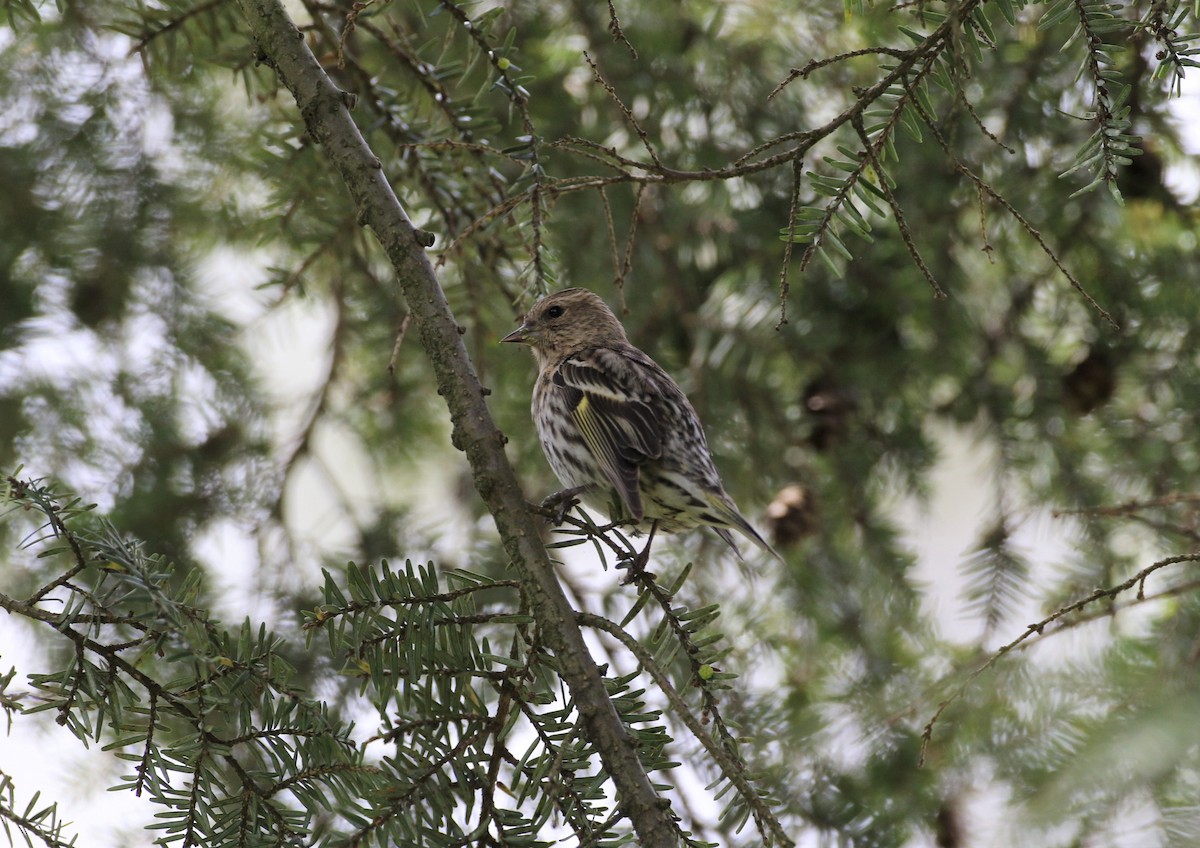 Pine Siskin - ML329185141