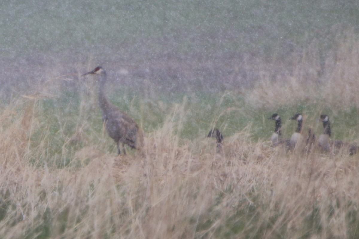 Sandhill Crane - ML329185321