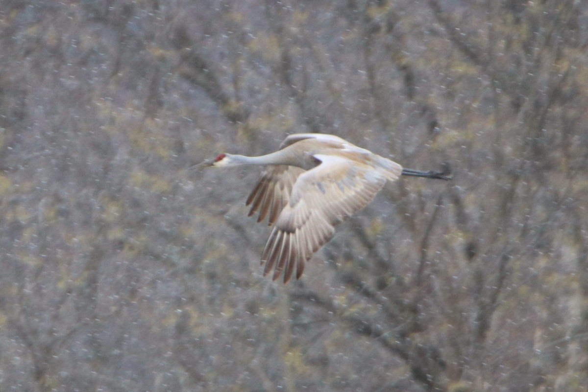 Sandhill Crane - ML329185661