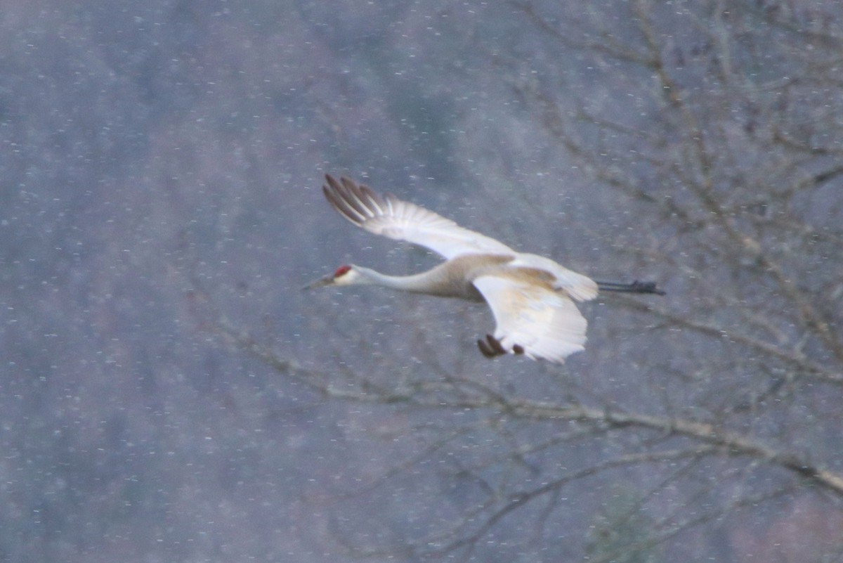 Sandhill Crane - ML329185691