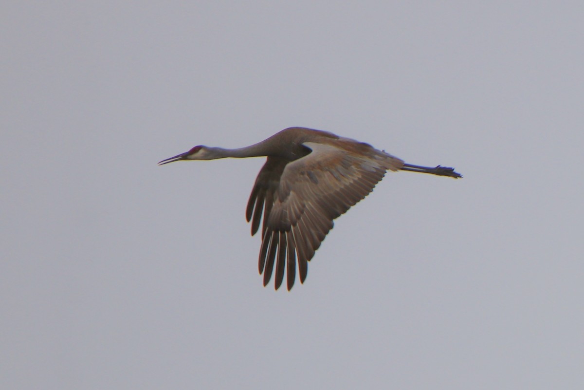 Sandhill Crane - ML329185721