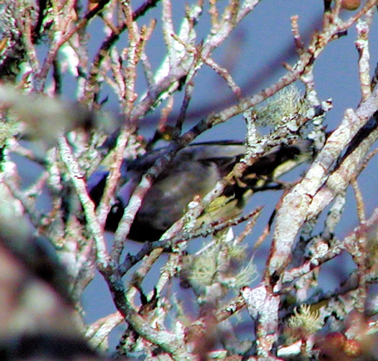 Yellow-winged Tanager - ML329187711