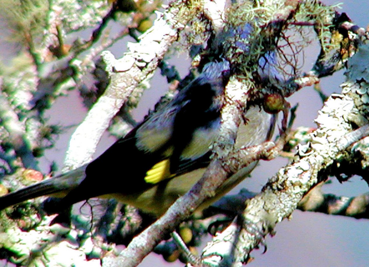 Yellow-winged Tanager - Doug Wassmer