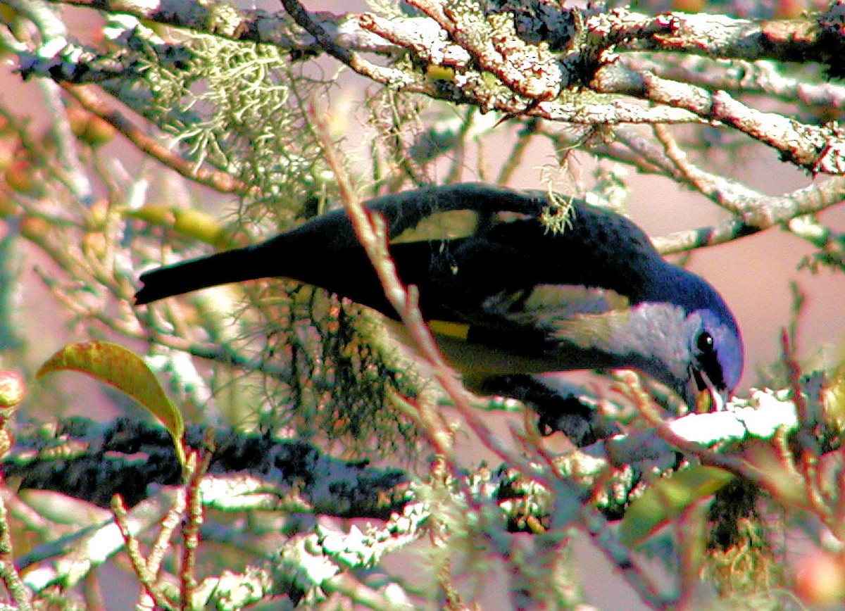 Yellow-winged Tanager - ML329187731