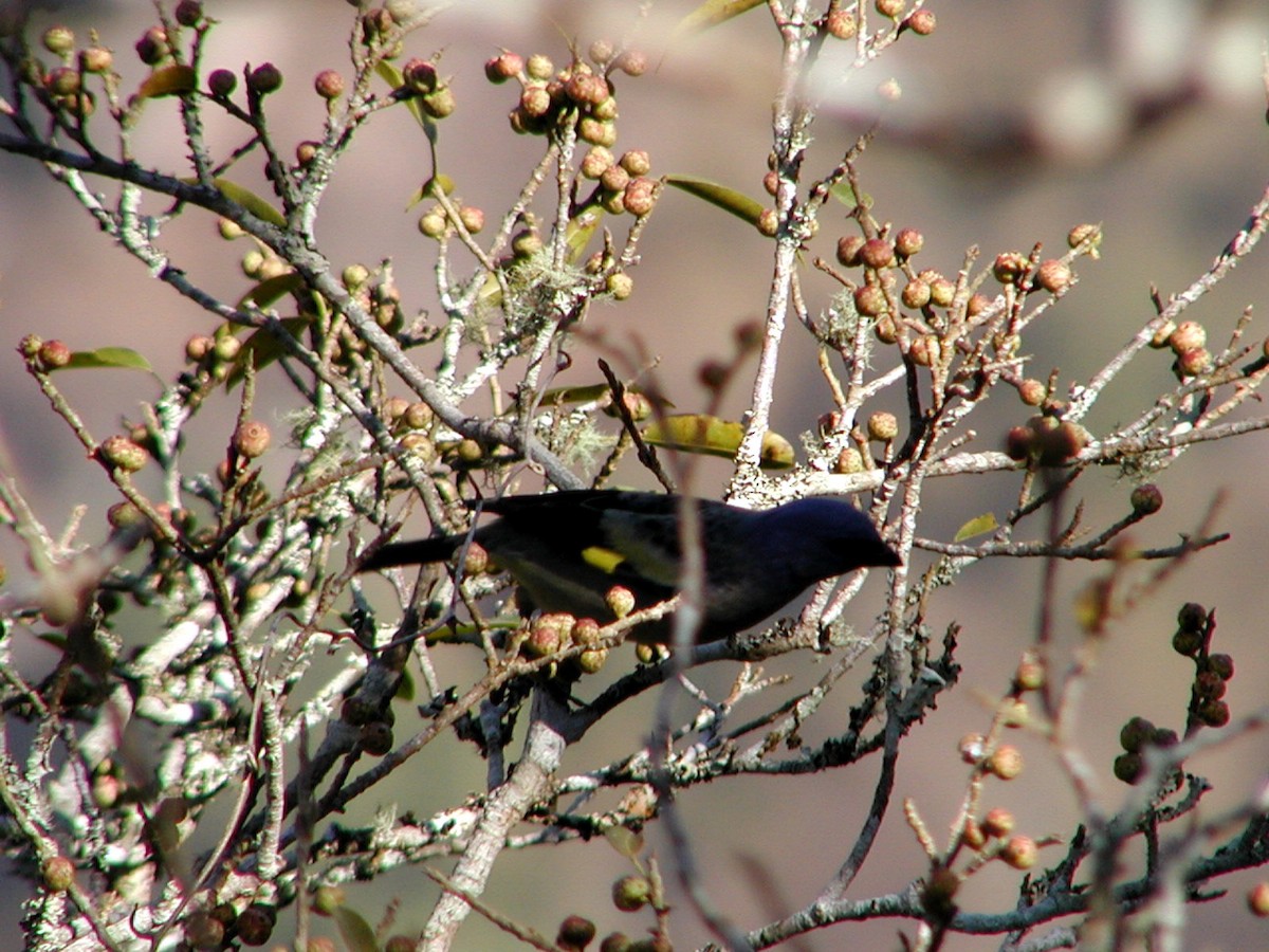 Yellow-winged Tanager - ML329187771