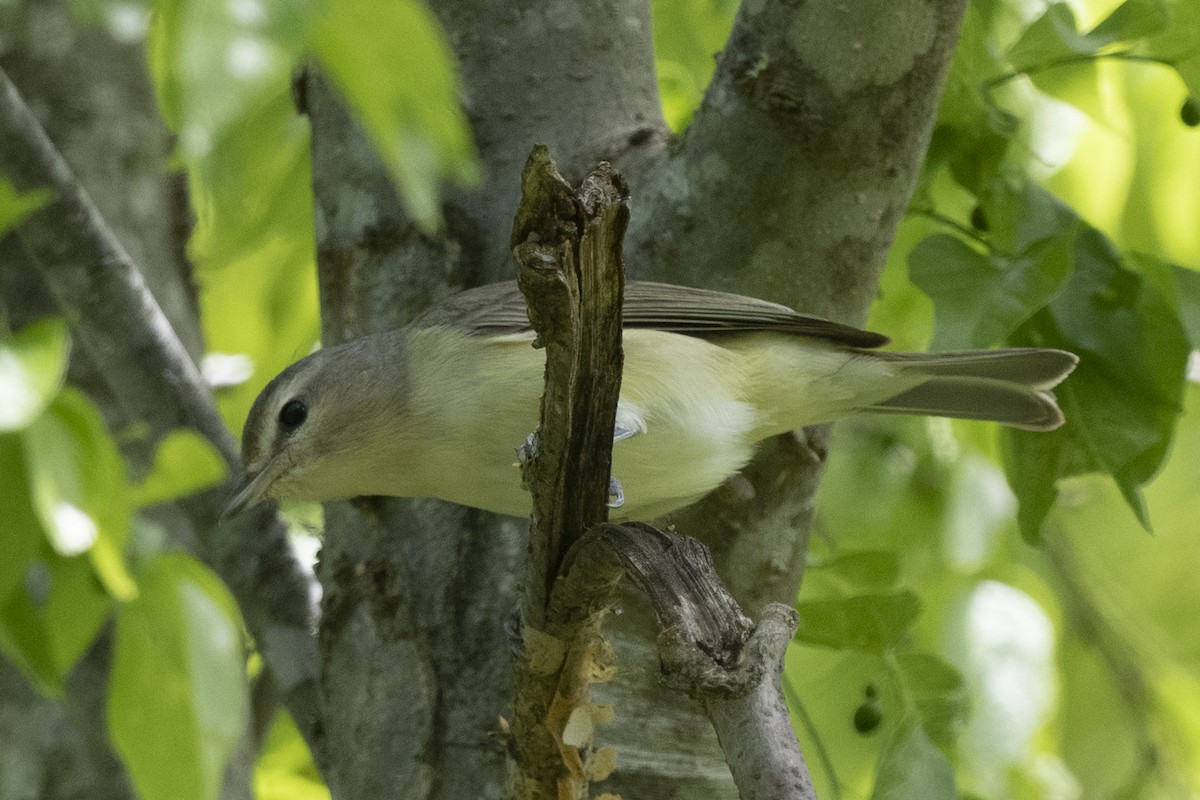 Warbling Vireo - ML329188521