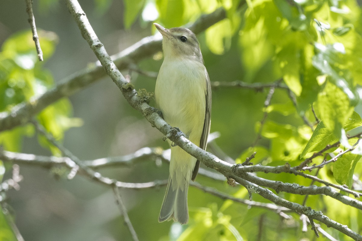 Warbling Vireo - ML329188611