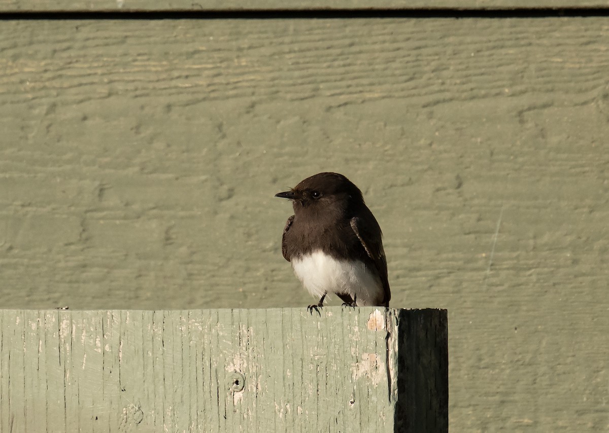 Black Phoebe - ML329194381