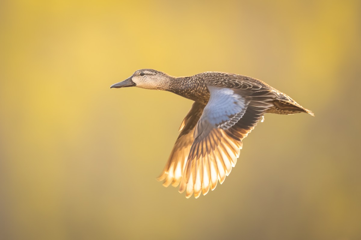 Blue-winged Teal - ML329197761